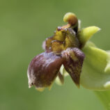 Drohnen-Ragwurz (Ophrys bombyliflora)
