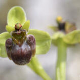 Drohnen-Ragwurz (Ophrys bombyliflora)