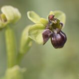 Drohnen-Ragwurz (Ophrys bombyliflora)