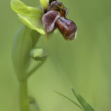 Drohnen-Ragwurz (Ophrys bombyliflora) - Bild-Nr. Dieter_250412_4402