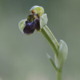 Drohnen-Ragwurz (Ophrys bombyliflora)
