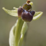 Drohnen-Ragwurz (Ophrys bombyliflora)
