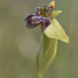Drohnen-Ragwurz (Ophrys bombyliflora)