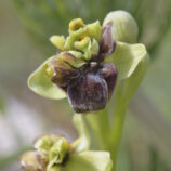 Drohnen-Ragwurz (Ophrys bombyliflora)