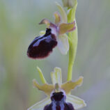 Gargano-Ragwurz (Ophrys garganica)