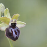 Gargano-Ragwurz (Ophrys garganica)