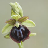 Gargano-Ragwurz (Ophrys garganica)