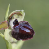 Gargano-Ragwurz (Ophrys garganica)