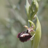 Gargano-Ragwurz (Ophrys garganica)