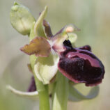 Gargano-Ragwurz (Ophrys garganica)