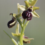 Gargano-Ragwurz (Ophrys garganica)