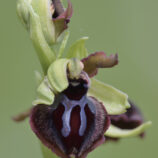 Gargano-Ragwurz (Ophrys garganica)