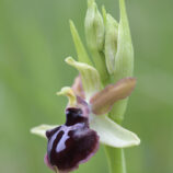 Gargano-Ragwurz (Ophrys garganica)