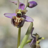 Hybride Ophrys garanica x Ophrys neglecta