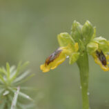 Gelbe Ragwuzr (Oprys lutea)