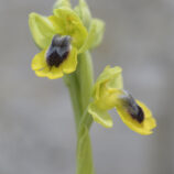 Gelbe Ragwuzr (Oprys lutea)