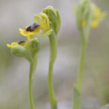Gelbe Ragwuzr (Oprys lutea)