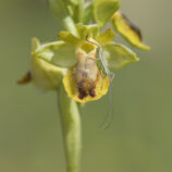 Gelbe Ragwuzr (Oprys lutea) - Bild-Nr. Anke_44833L