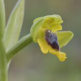 Gelbe Ragwuzr (Oprys lutea)