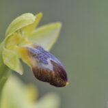 Leuchtende Ragwurz (Ophrys lucifera)