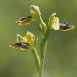 Melenaähnliche Ragwurz (Ophrys pseudomelena)