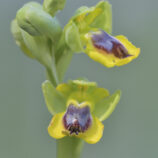 Phrygana-Ragwurz (Ophrys phryganae)