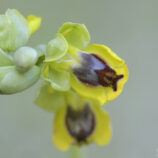 Phrygana-Ragwurz (Ophrys phryganae)