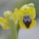 Phrygana-Ragwurz (Ophrys phryganae)