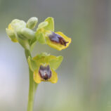 Phrygana-Ragwurz (Ophrys phryganae)