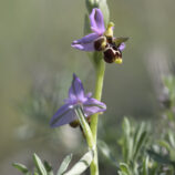 Rosakronige Ragwurz (Ophrys oestrifera ssp. montis-gargani)