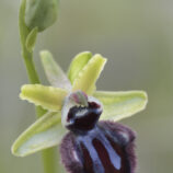Schwarze Ragwurz (Ophrys incubacea)