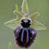 Schwarze Ragwurz (Ophrys incubacea)