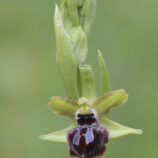 Schwarze Ragwurz (Ophrys incubacea)