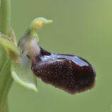 Schwarze Ragwurz (Ophrys incubacea)