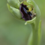 Schwarze Ragwurz (Ophrys incubacea)