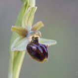 Schwarze Ragwurz (Ophrys incubacea)