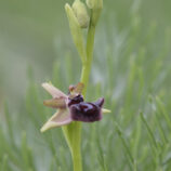 Schwarze Ragwurz (Ophrys incubacea)