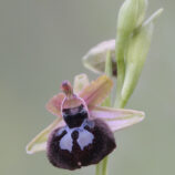 Siponto-Ragwurz (Ophrys sipontensis)