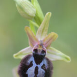 Siponto-Ragwurz (Ophrys sipontensis)