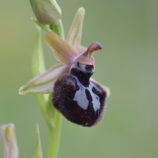 Siponto-Ragwurz (Ophrys sipontensis)