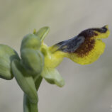 Sizilianische-Ragwurz (Ophrys sicula)