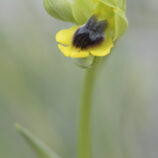 Sizilianische-Ragwurz (Ophrys sicula)