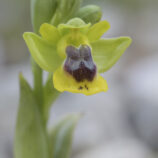 Sizilianische-Ragwurz (Ophrys sicula)