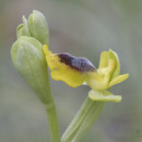Sizilianische-Ragwurz (Ophrys sicula)