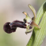 Hybride Ophrys speculum x ??