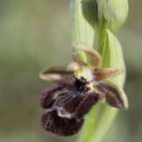 Hybride Ophrys speculum x ??