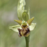 Spinnen-Ragwurz ssp. Classica (Ophrys classica)