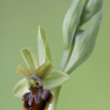Spinnen-Ragwurz var. Classica (Ophrys classica)