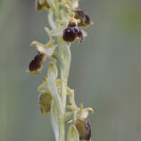 Tarquin-Ragwurz (Ophrys tarquinia)