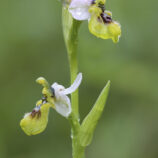 Übersehene Ragwurz (Ophrys neglecta)